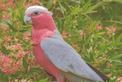 Birds
