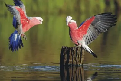 Birds jigsaw puzzle