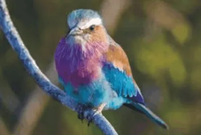 Birds