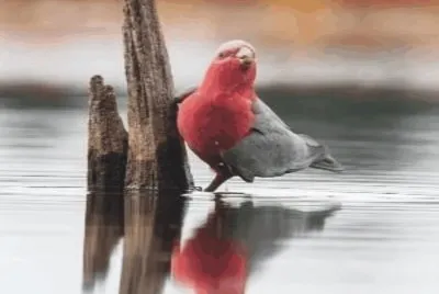 Birds jigsaw puzzle
