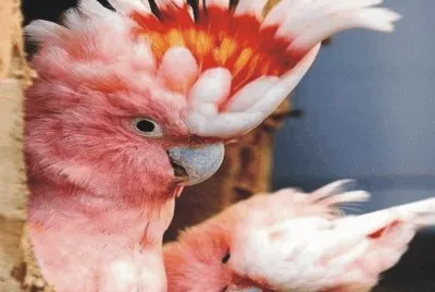 Birds