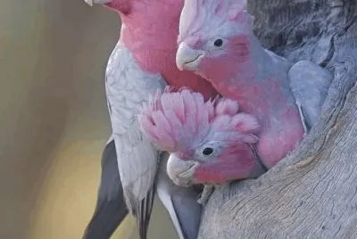 Birds