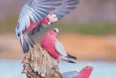Birds jigsaw puzzle