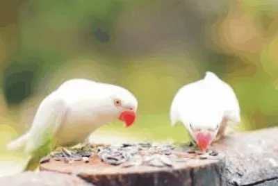 Birds