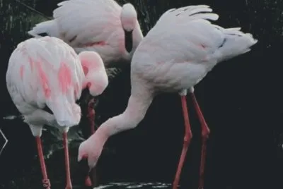 Birds