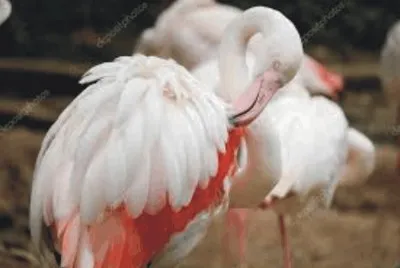 Birds jigsaw puzzle