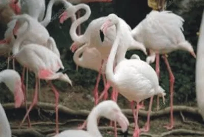 Birds