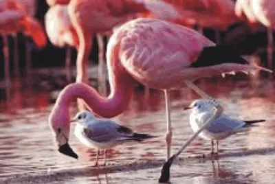 Birds