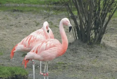 Birds