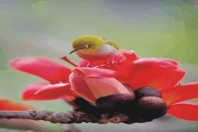 Birds jigsaw puzzle