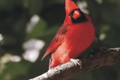 Birds jigsaw puzzle