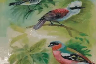 Birds jigsaw puzzle