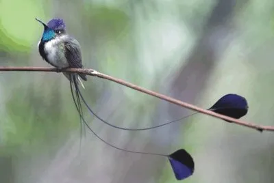 Birds jigsaw puzzle