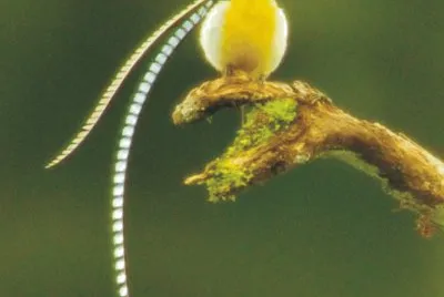 Birds jigsaw puzzle