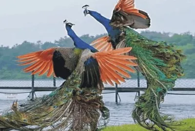 Birds jigsaw puzzle
