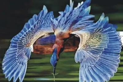 Birds jigsaw puzzle