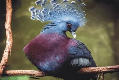 Birds jigsaw puzzle
