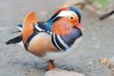 Duck jigsaw puzzle