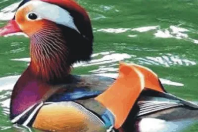 Duck jigsaw puzzle