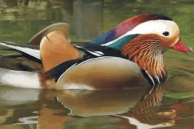 Duck jigsaw puzzle