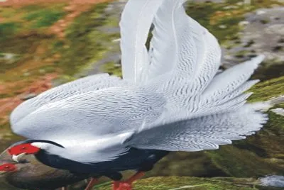 Birds jigsaw puzzle