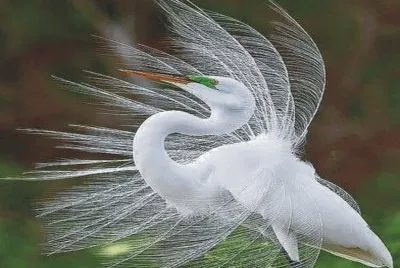 Birds jigsaw puzzle