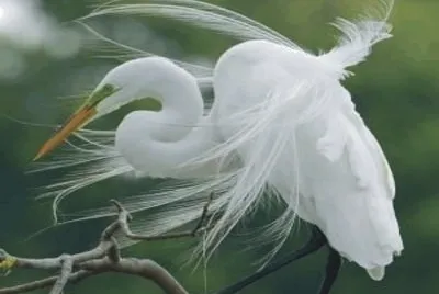 Birds jigsaw puzzle