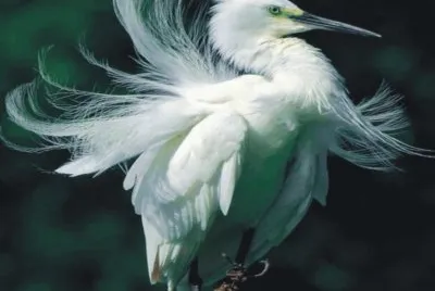 Birds jigsaw puzzle