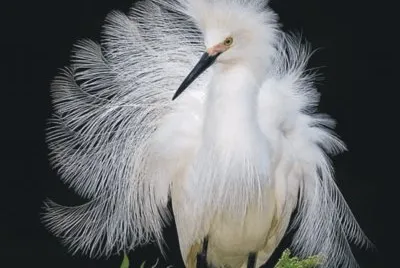 Birds jigsaw puzzle