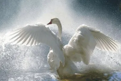 Birds jigsaw puzzle