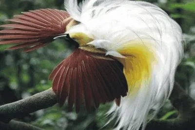 Birds jigsaw puzzle