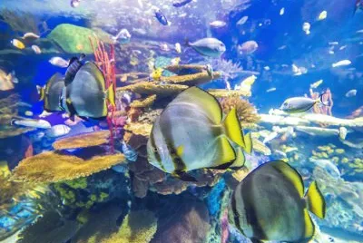 Ocean jigsaw puzzle