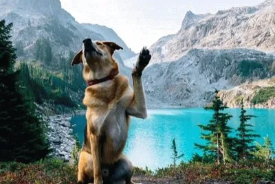 Dog