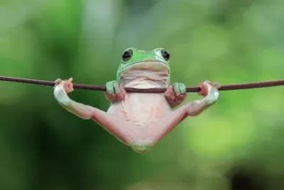Frog jigsaw puzzle