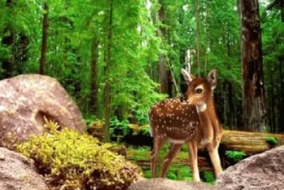 Deer