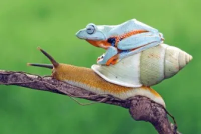 Frog   Snail jigsaw puzzle