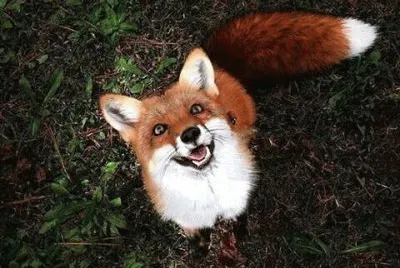 Smiling Fox jigsaw puzzle