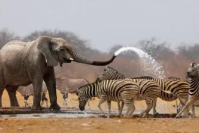 Namibia Park Animal jigsaw puzzle