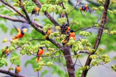 Bird jigsaw puzzle