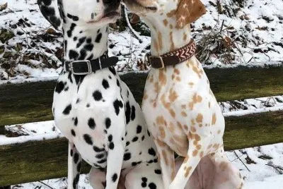 Dalmatian jigsaw puzzle