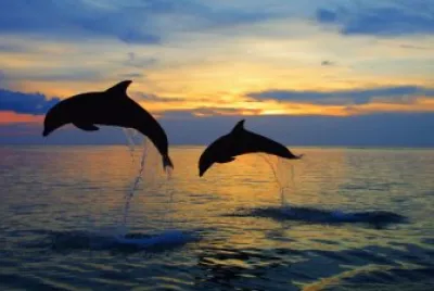 Dolphins
