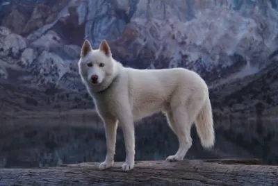 White Wolf jigsaw puzzle