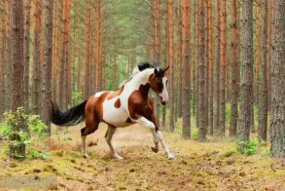 Wild Horse jigsaw puzzle