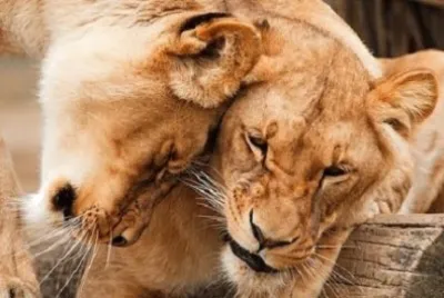 Imagem jigsaw puzzle
