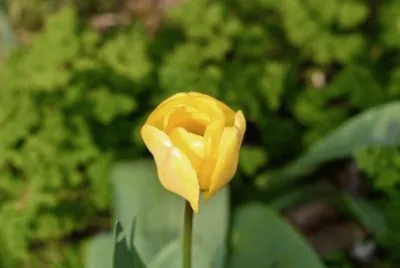 OK