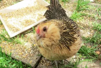 Gallina barbuta d 'aversa