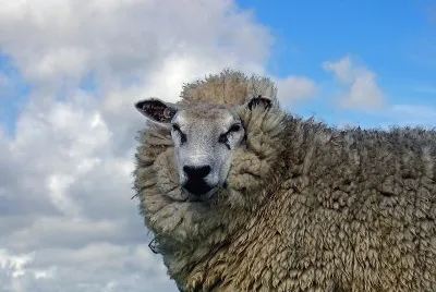 Ovis aries jigsaw puzzle