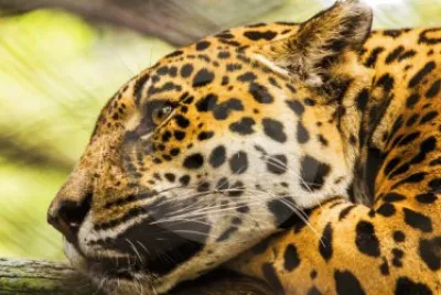 jaguar jigsaw puzzle