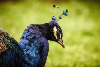 Imagem jigsaw puzzle