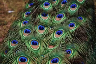 Imagem jigsaw puzzle